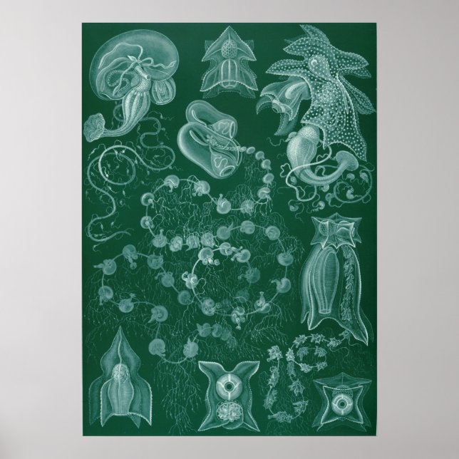 Póster Ilustracion de calamar de época (Frente)