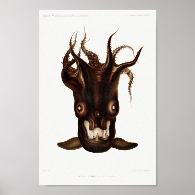 Póster Ilustracion de calamar/pulpo vintage (Frente)