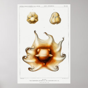 Póster Ilustracion de calamar/pulpo vintage