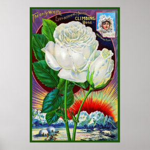 Póster ilustracion de catálogo rosa de los años 1890