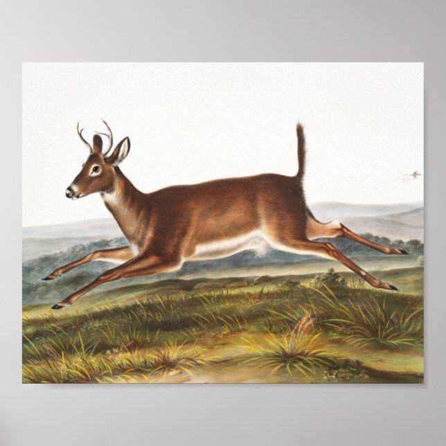 Póster Ilustracion de Cervus leucurus de cola larga (Frente)