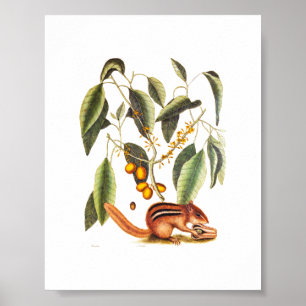 Póster Ilustracion de Chipmunk Vintage