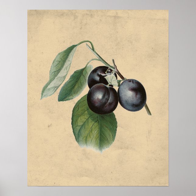 Póster Ilustracion de ciruelas antiguas (Frente)