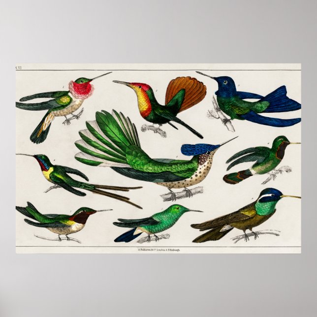 Póster Ilustracion de colibrí (Frente)