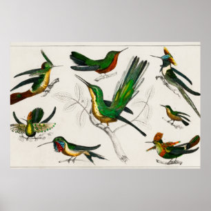 Póster Ilustracion de colibrí