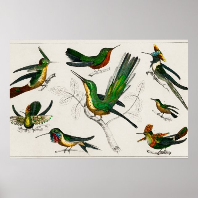 Póster Ilustracion de colibrí (Frente)