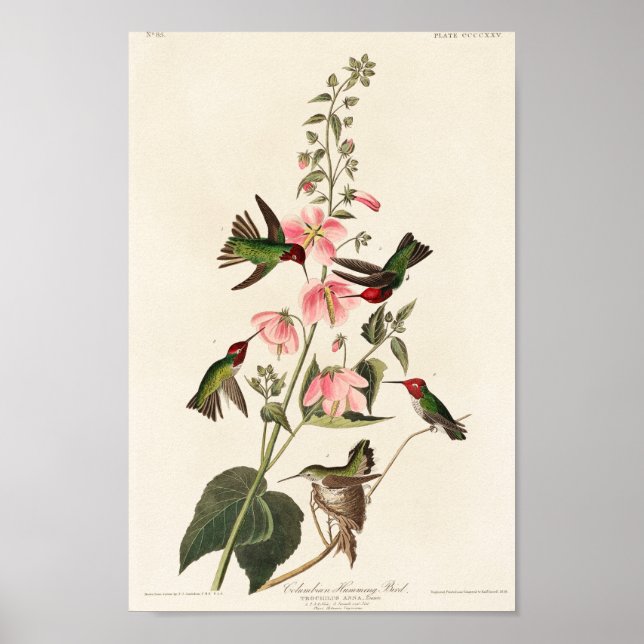 Póster Ilustracion de colibrí (Frente)
