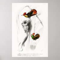 Ilustracion de colibrí