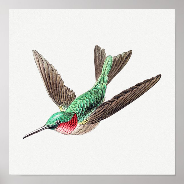 Póster Ilustracion de colibrí (Frente)