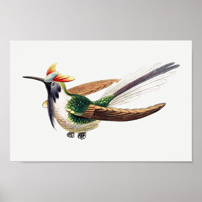 Póster Ilustracion de colibrí (Frente)