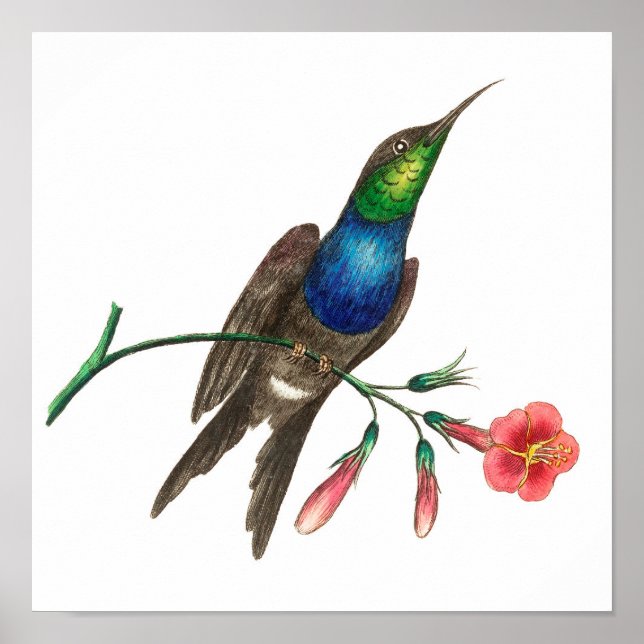 Póster Ilustracion de colibrí (Frente)