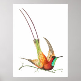 Póster Ilustracion de colibrí