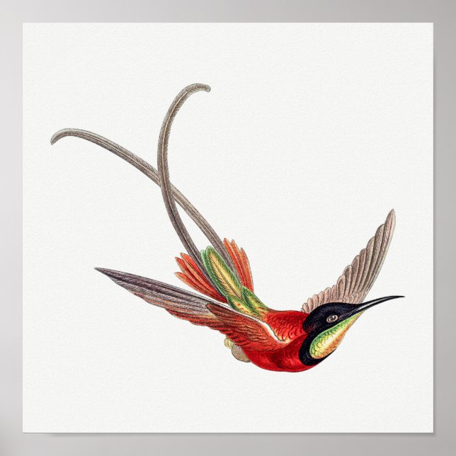 Póster Ilustracion de colibrí (Frente)