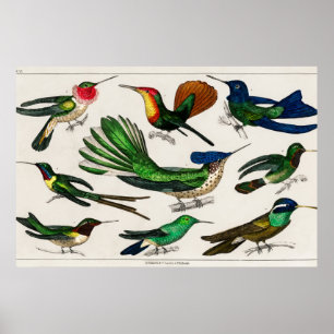 Póster ilustracion de colibrí de época