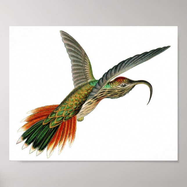 Póster Ilustracion de colibrí de época (Frente)