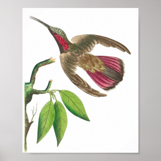 Póster Ilustracion de colibrí de época (Frente)