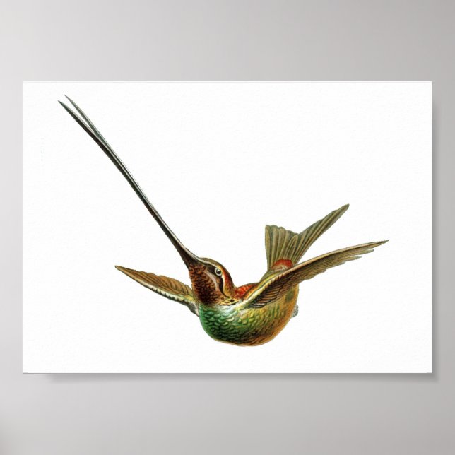 Póster Ilustracion de colibrí de época (Frente)