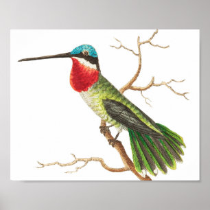 Póster Ilustracion de colibrí de época