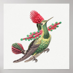 Póster ilustracion de colibrí de época