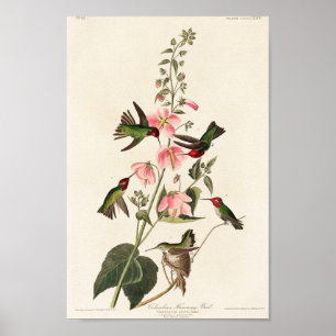 Póster ilustracion de colibrí de época