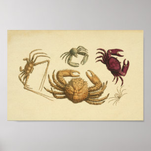 Póster Ilustracion de color vintage del Crabs Art Print
