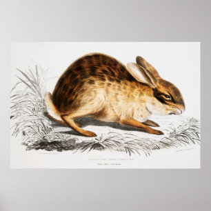 Póster Ilustracion de conejo