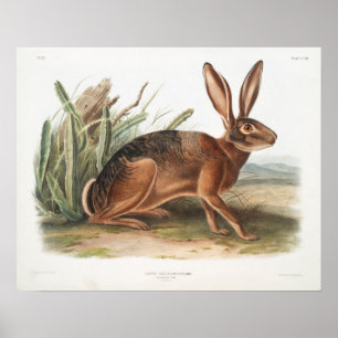 Póster Ilustracion de conejo