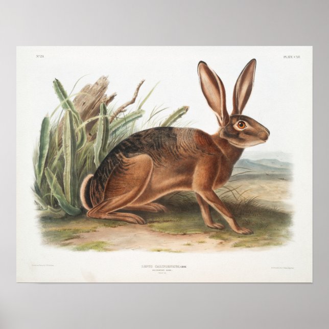 Póster Ilustracion de conejo (Frente)