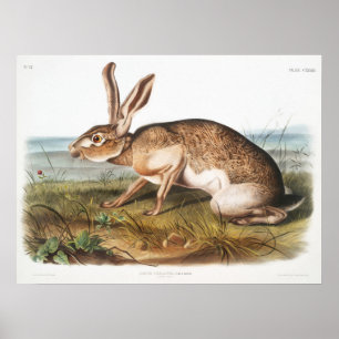 Póster Ilustracion de conejo