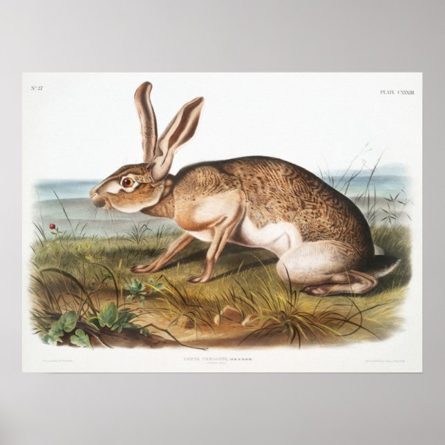 Póster Ilustracion de conejo (Frente)