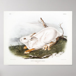 Póster Ilustracion de conejo