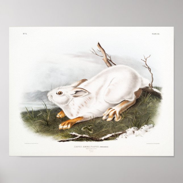 Póster Ilustracion de conejo (Frente)