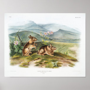 Póster Ilustracion de conejo