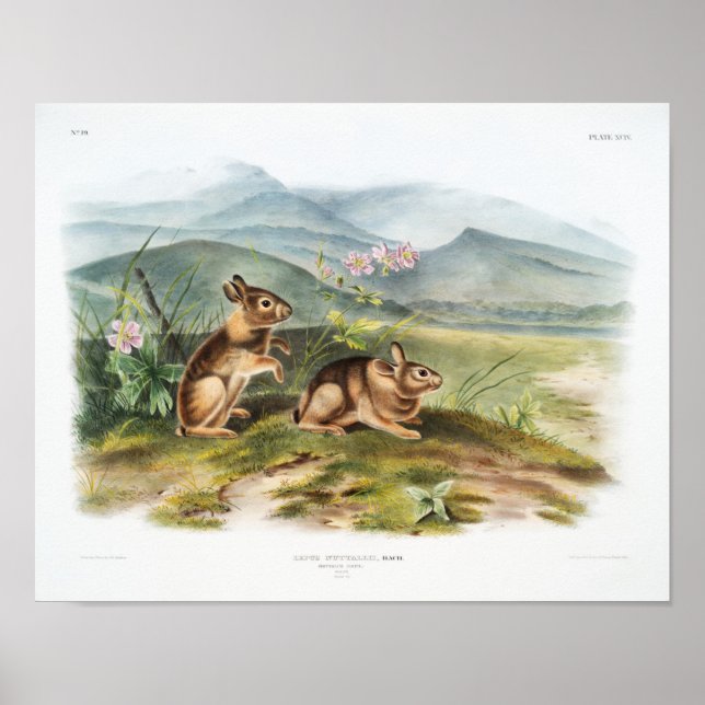 Póster Ilustracion de conejo (Frente)