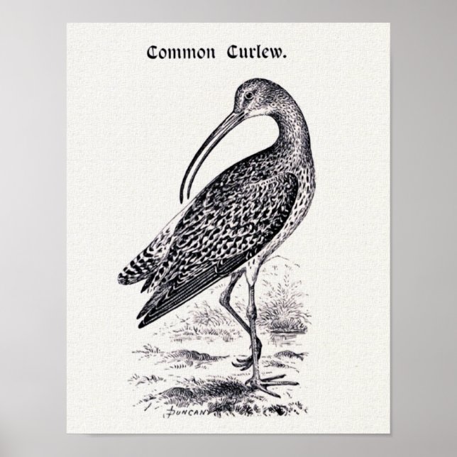Póster ilustracion de cosecha "Common Curlew" (Frente)