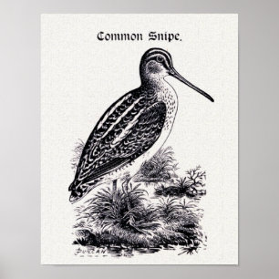 Póster ilustracion de cosecha "Common Snipe"