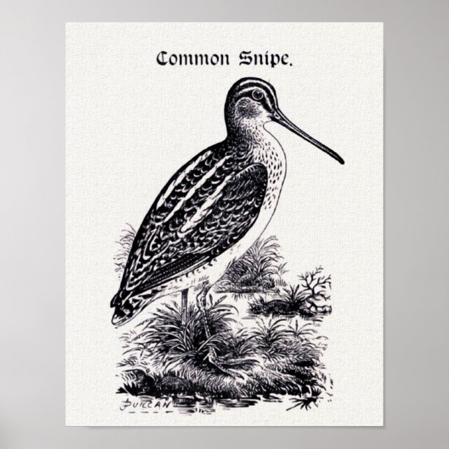 Póster ilustracion de cosecha "Common Snipe" (Frente)