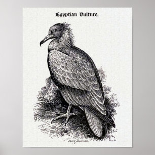 Póster ilustracion de cosecha de "buitre egipcio"