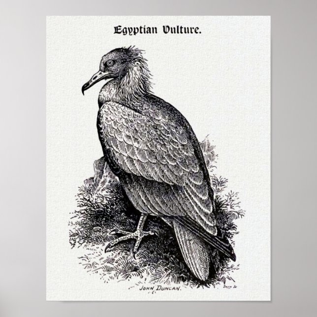 Póster ilustracion de cosecha de "buitre egipcio" (Frente)