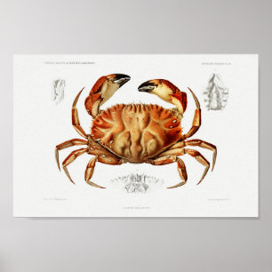 Póster Ilustracion de cosecha de mariscos