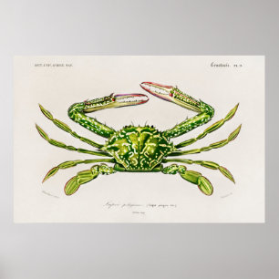 Póster Ilustracion de cosecha de mariscos