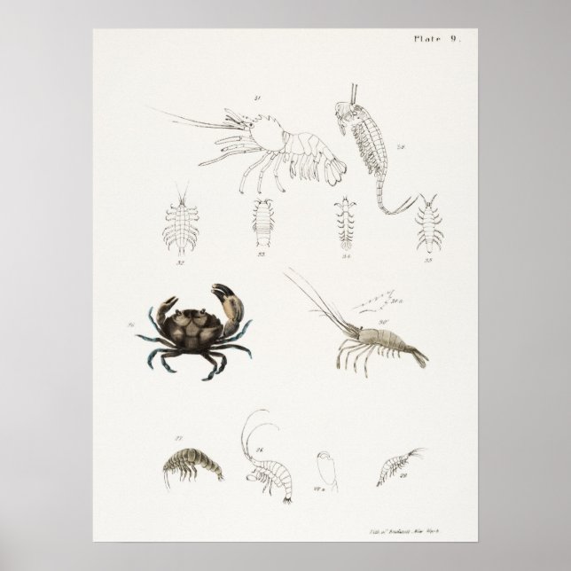 Póster Ilustracion de cosecha de mariscos (Frente)