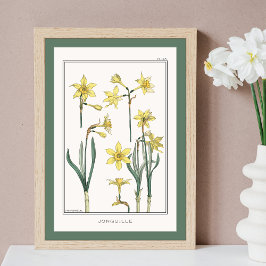 Póster Ilustracion de Daffodils Verneuil amarillo