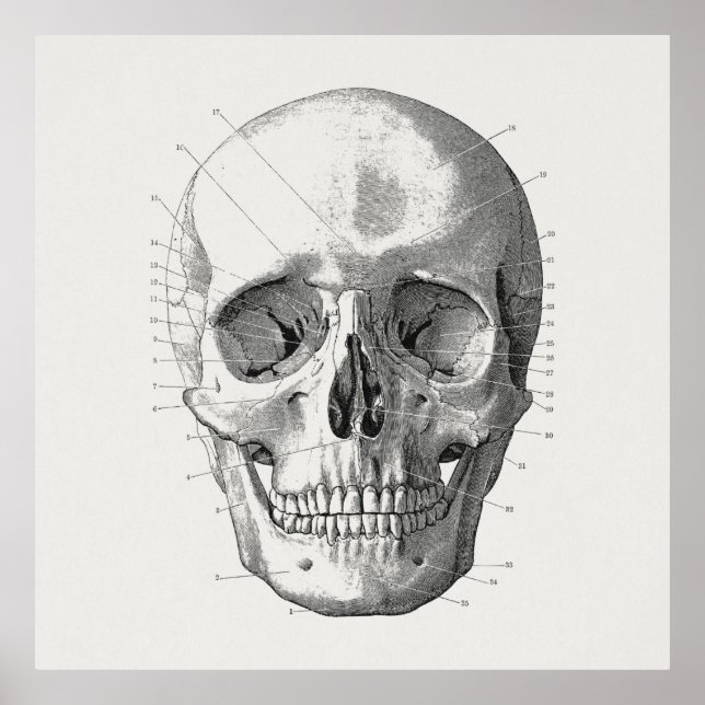 Póster Ilustracion de diagrama de cráneo clásico (Frente)