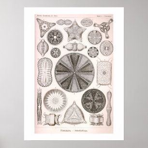 Póster Ilustracion de Diatoms Vintage