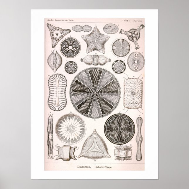 Póster Ilustracion de Diatoms Vintage (Frente)