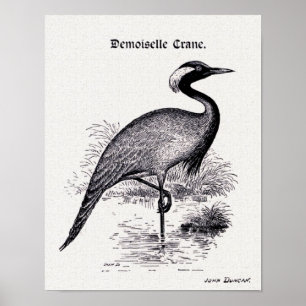 Póster ilustracion de época "Demoiselle Crane"