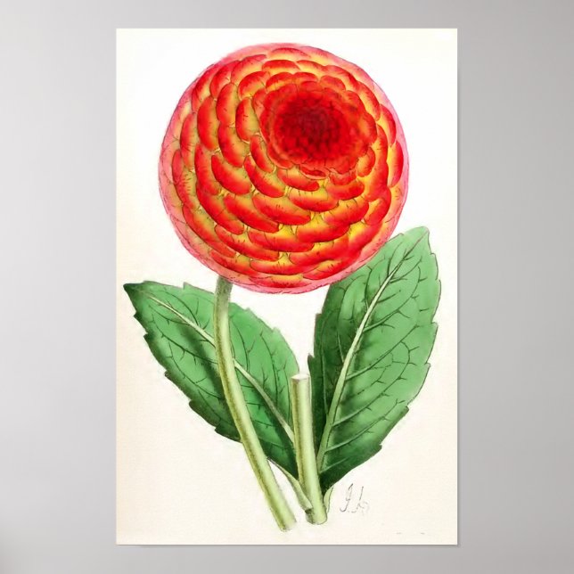 Póster ilustracion de época "Flambeau Dahlia" (Frente)