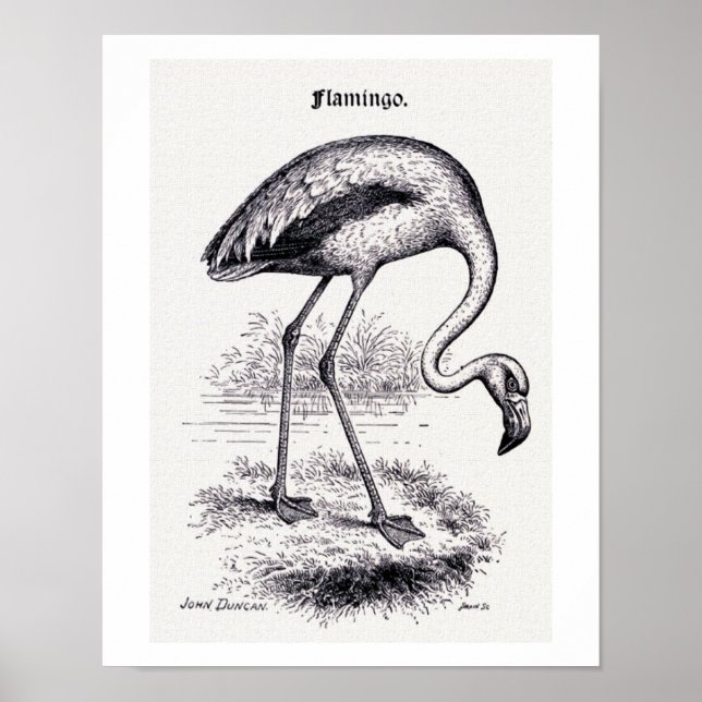 Póster ilustracion de época "Flamingo" (Frente)