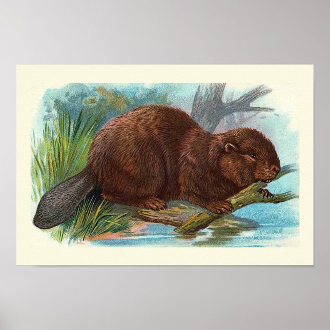 Póster ilustracion de época "The Beaver" (Frente)